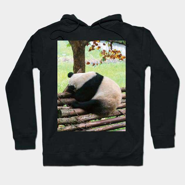 Sleeping Panda Hoodie by DPattonPD